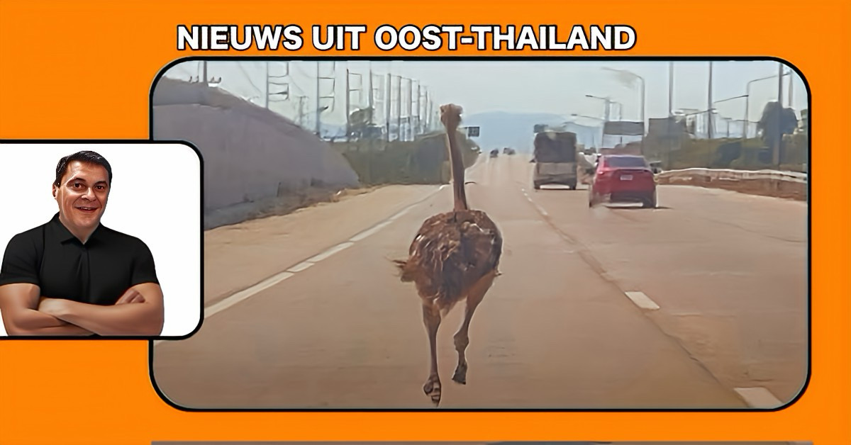 🎥 | Struisvogel sjeesde met hoge snelheid 15 kilometer over een snelweg in Oost-Thailand.