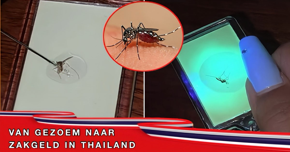 Muggen meppen als bron van inkomsten, het kan in Thailand.