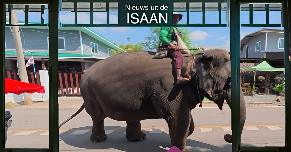 Olifantenverzorger in Noordoost-Thailand omgekomen door razende olifant.