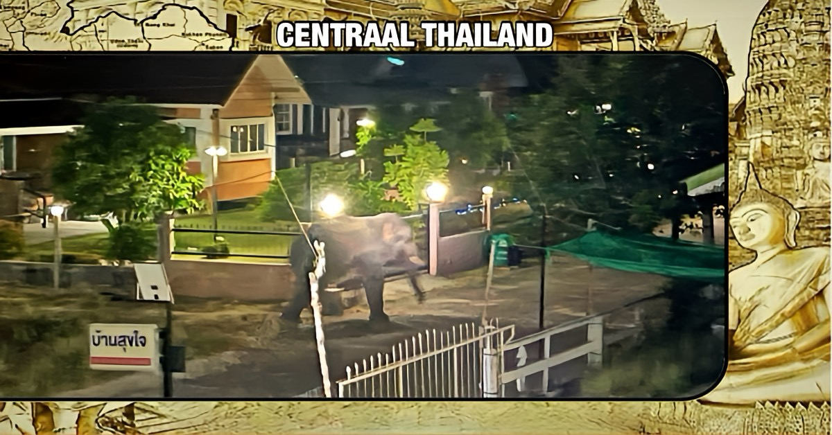 Avontuurlijke olifanteninvasie in Centraal-Thailand eindigt in het dorp Nakhon Nayok op rustige wijze.