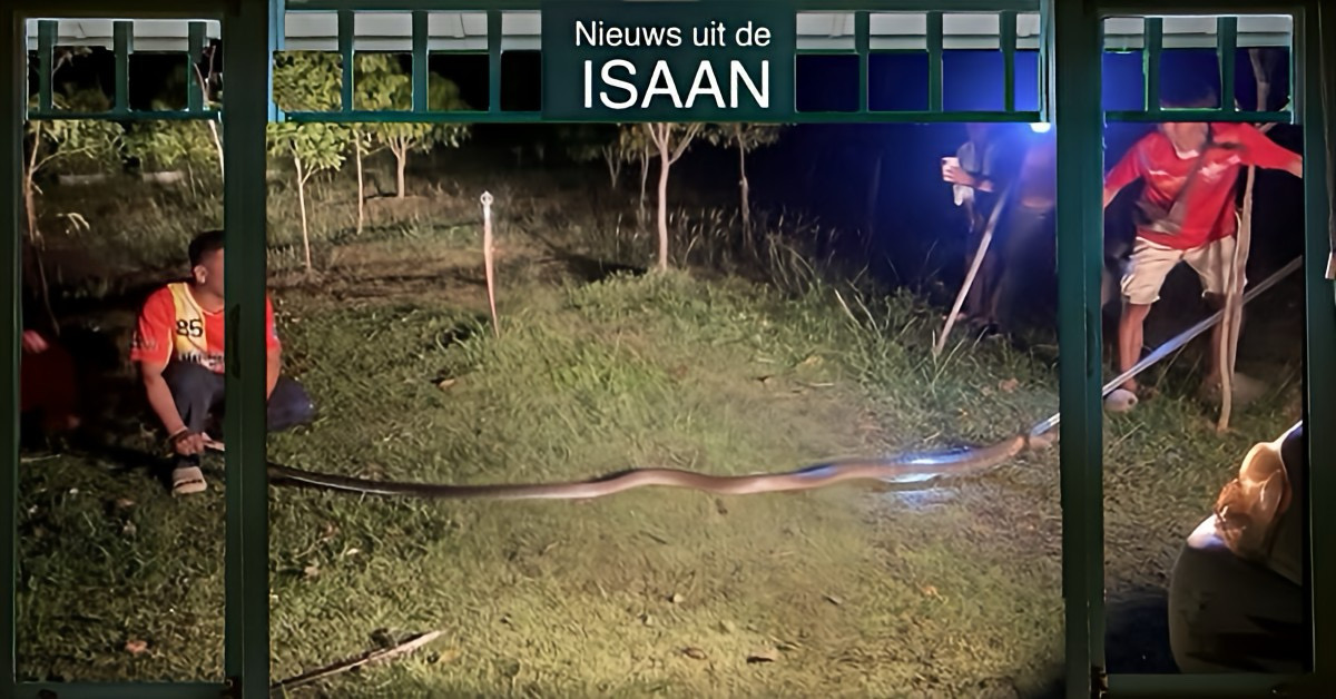 Koningscobra dringt in Noordoost-Thailand een woning binnen, de lokale gemeenschap schiet in paniek.