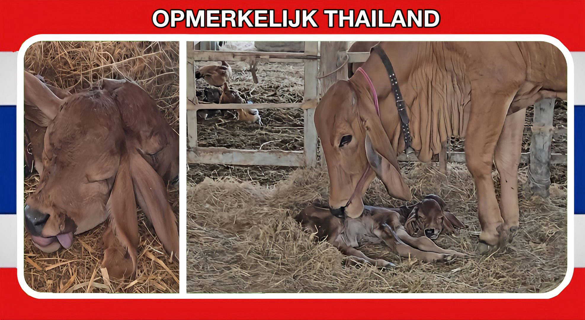 De geboorte van een tweekoppig kalfje zorgt voor loterijkoorts in Thailand.