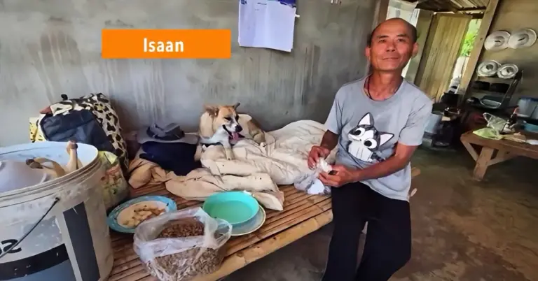 Man in Noordoost-Thailand loopt 650 kilometer met zijn honden naar huis, na door zijn werkgever gruwelijk uitgebuit te zijn.