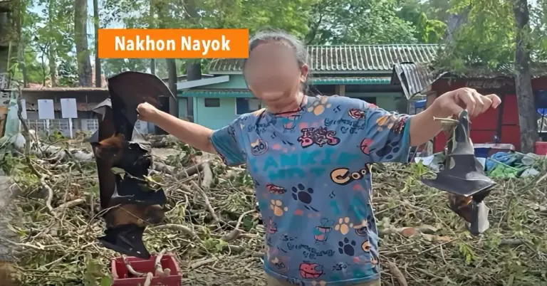 Massale sterfte van vliegende vossen en vleermuizen na kap oude boom bij Pikunkaew-tempel in Centraal-Thailand.