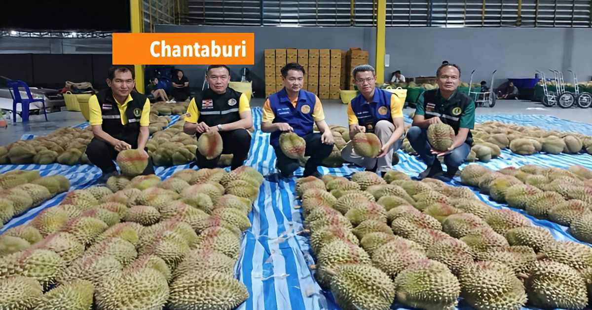 1,5 ton onrijpe durians in Oost-Thailand in beslag genomen, de betrokken kwekerijen zijn onder verscherpt toezicht geplaatst.