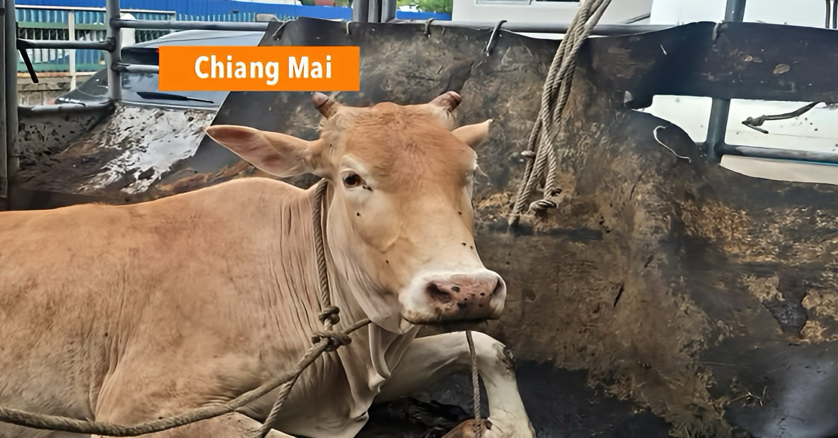 UPDATE: Bertha zal niet in een slachthuis in Noord-Thailand belanden; monnik Phra Khru Aod redde haar.