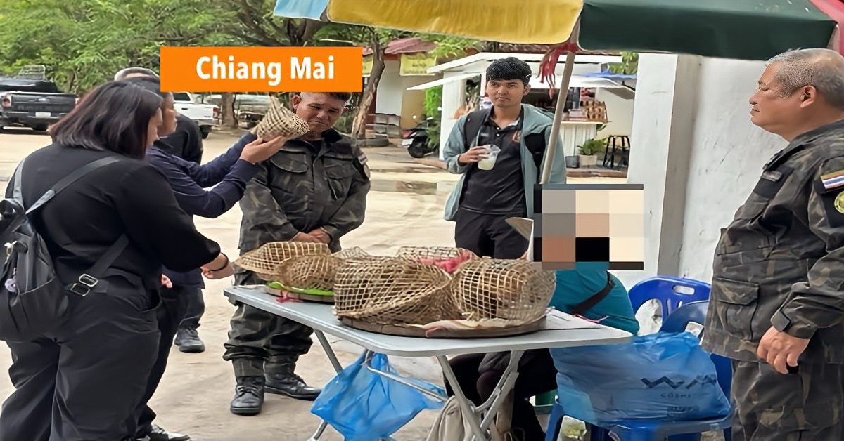 Autoriteiten in Noord-Thailand sturen aan op strengere handhaving van bescherming van wilde dieren.
