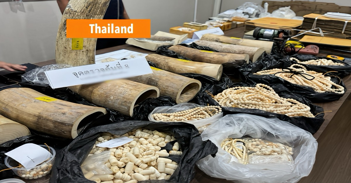 Thailand heeft tijdens een inval een groot netwerk ontmanteld dat bij de handel in illegaal ivoor betrokken was.