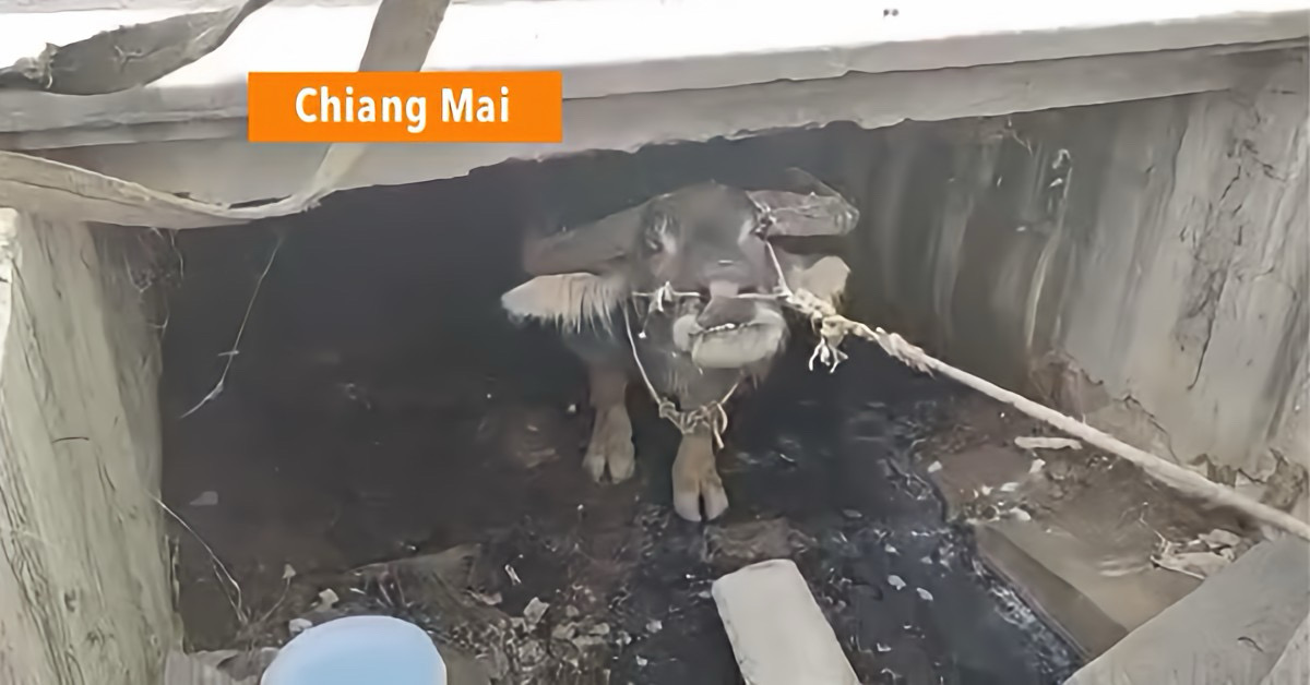 Dorpsgemeenschap in Noord-Thailand bundelt de krachten om een geliefde buffel uit een 2 meter diepe sloot te redden.