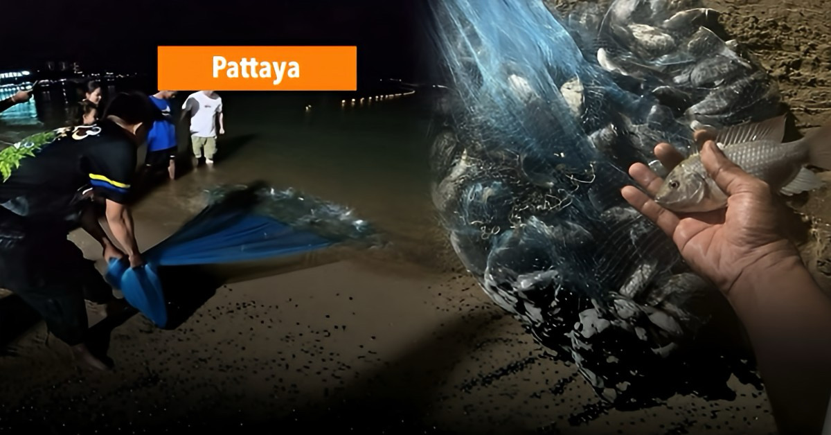 Zorg om invasieve Zwartkin Tilapia in Pattaya, gevreesd wordt dat het ecosysteem wordt bedreigd.