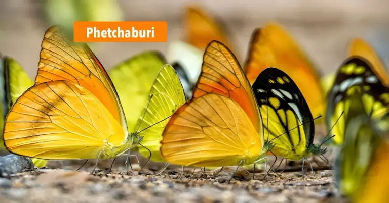 Ontdek de magie van vlinders bij de Ban Krang expositie in Centraal-Thailand 🦋
