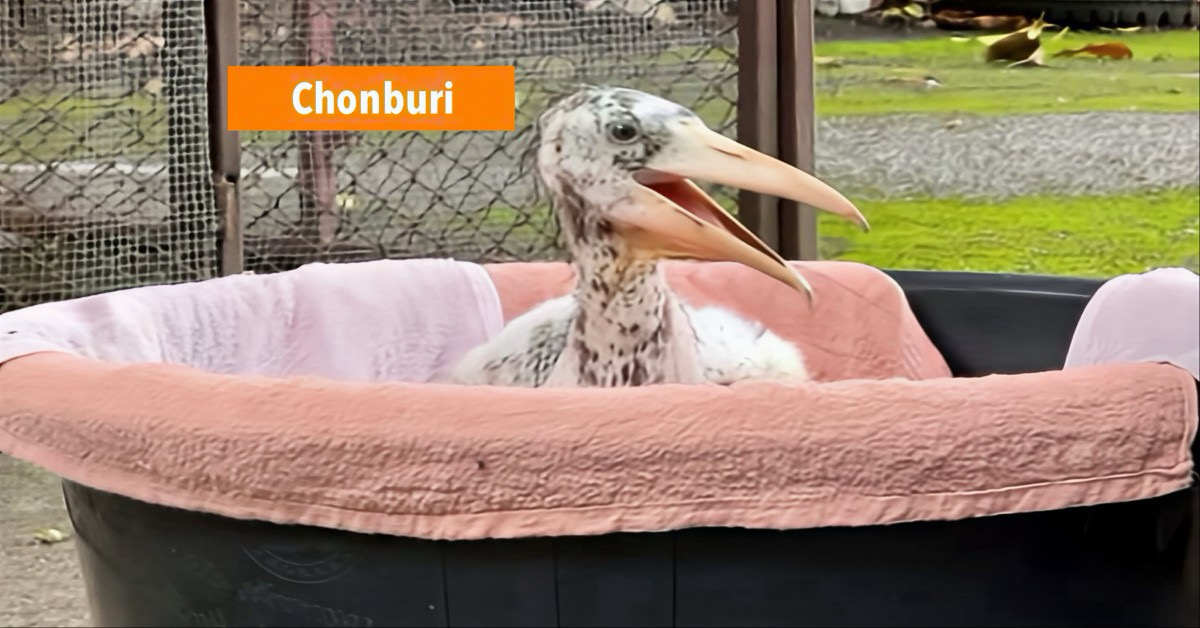 Thailand heeft met succes de Argala-marabu gefokt, dankzij een historisch succesvolle fokprogramma van de Khao Kheow Open Zoo.
