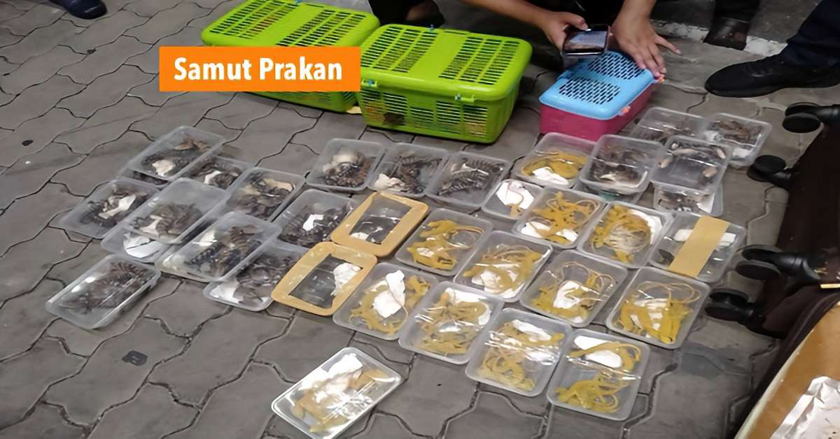 Maleisiër gearresteerd op Thaise Suvarnabhumi voor dierenhandel met honderden levende wilde dieren in zijn bagage.