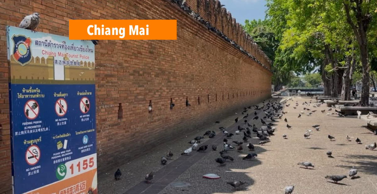De voortdurende uitdaging voor Chiang Mai is de terugkeer van verkopers van duivenvoer, zo wordt de stad nooit verlost van deze “vliegende ratten”.