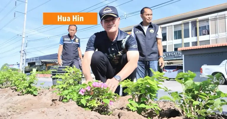 10.000 Bougainvilleas gaan langs Soi 112 in Hua Hin kleur geven.