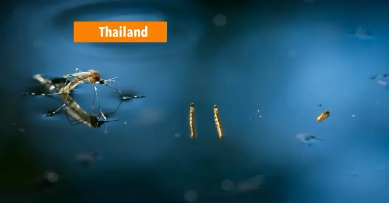 Thailand waarschuwt voor gezondheidsrisico’s in het regenseizoen.