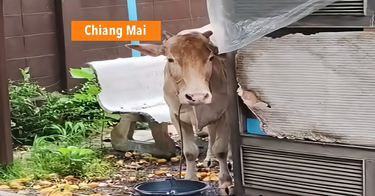 ‘Bertha’de koe, was op weg naar het slachthuis, maar kreeg plots andere plannen dan de eigenaar; weldoeners in Noord-Thailand proberen het dier te sparen.