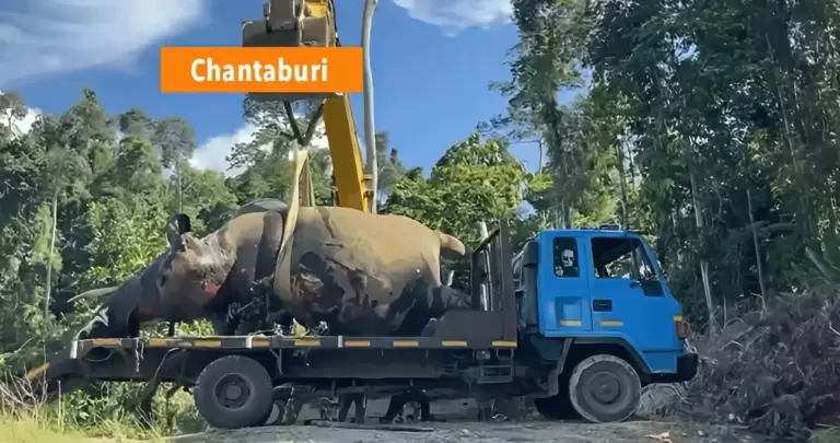 Het mens‑wildlifeconflict in Thailand nadert een kritiek punt nadat een wilde olifant is doodgeschoten.