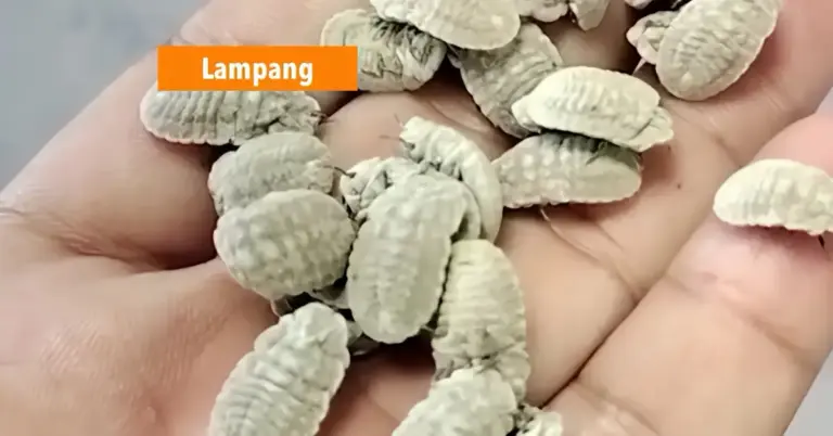 Groep ambtenaren in Noord-Thailand raakte aan de “race” na het eten van insecten.