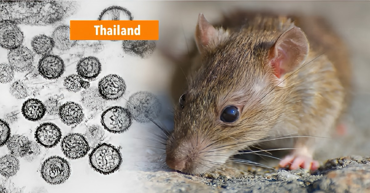 Het Thais hantavirus verschilt significant van Andes-stam, het risico in Thailand is vooralsnog zeer laag.
