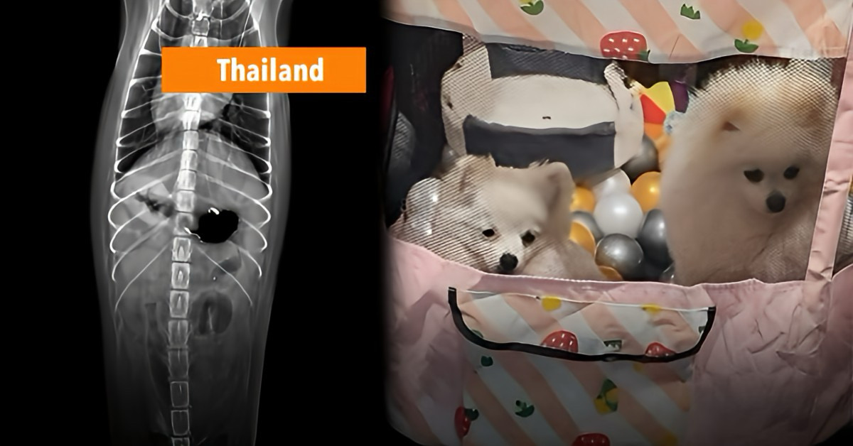Twee Pomeranians zijn in Thailand geopereerd na inslikken gouden ketting.