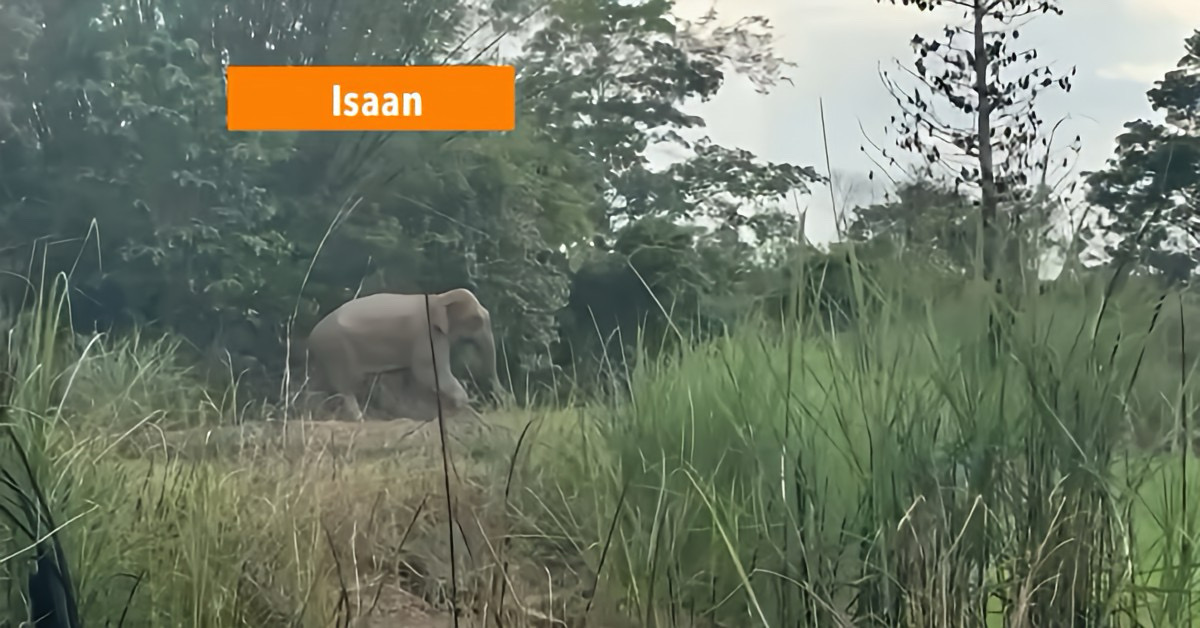 Wilde Olifant uit Noordoost-Thailand legt meer dan 100 kilometer naar Laos af.