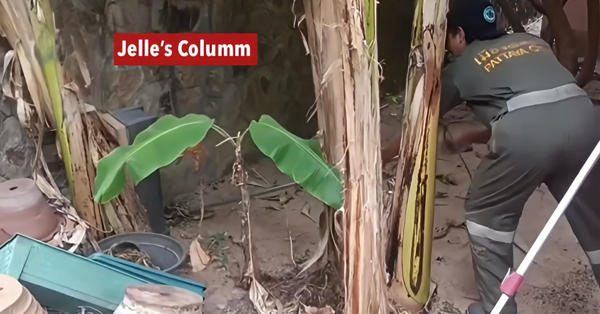 Brandweer Pattaya rent achter een 4 meter lange python aan, nadat deze voor paniek in de stad zorgde.