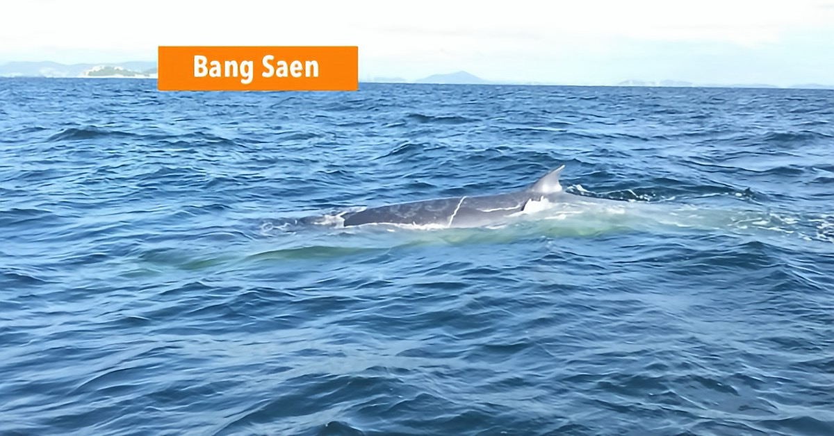 Walvissen vermaken zich voor de kust van Bang Saen (Oost-Thailand) en bezorgen strandbezoekers een spektakel.