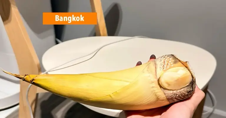 Toerist in Thailand bijna de pineut vanwege een bamboescheut.