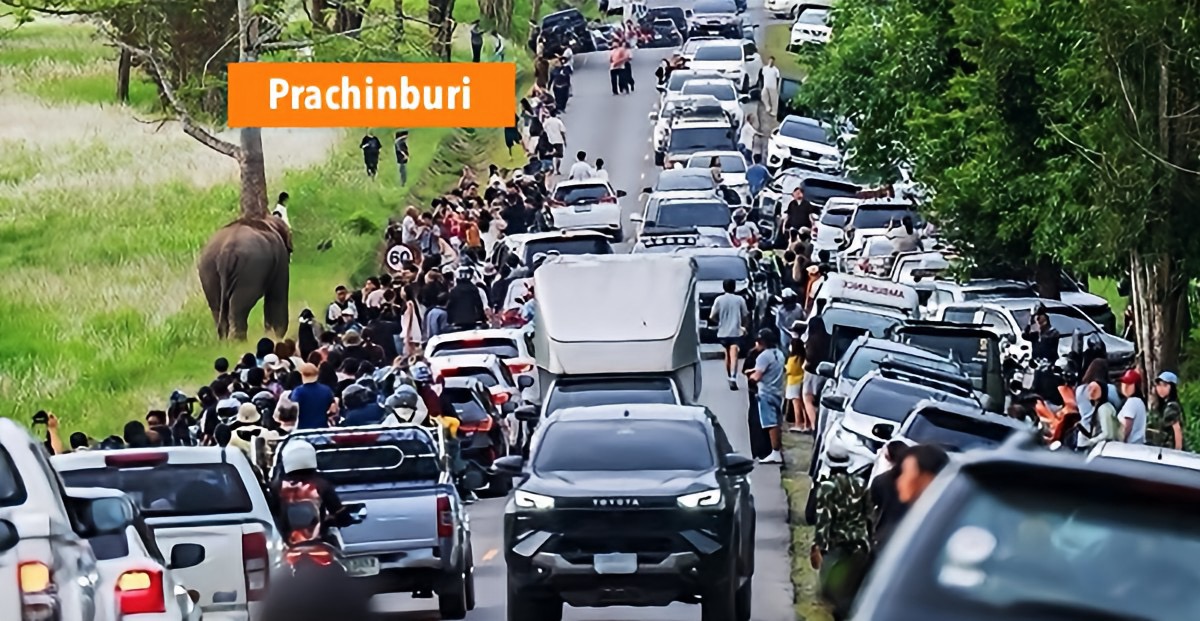 Toeristen veroorzaken in Thailand een enorme verkeerschaos bij een zoutpoel in het Nationaal perk Khao Yai door wilde olifanten te spotten.
