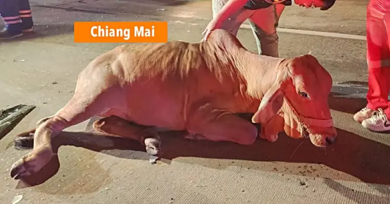 Over de snelweg rennende koe veroorzaakte in Noord-Thailand een meervoudig ongeval, resulterend in 6 gewonde personen.