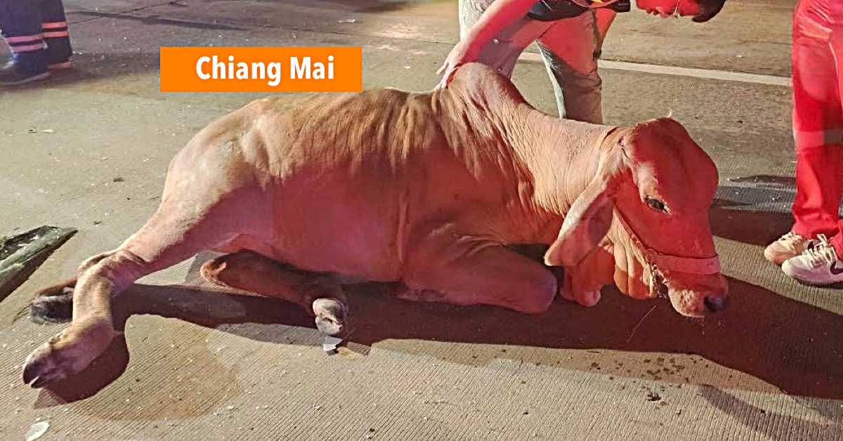 Over de snelweg rennende koe veroorzaakte in Noord-Thailand een meervoudig ongeval, resulterend in 6 gewonde personen.
