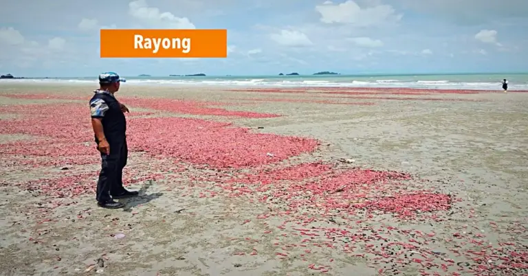 Roze invasie op Oost-Thailand, duizenden zee-komkommers spoelde op het strand van Rayong aan.
