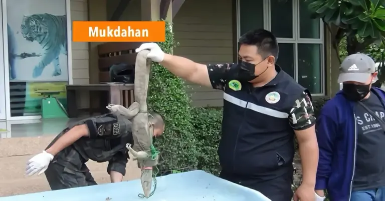 Anonieme leidt tot een inval op een versmarkt in Noordoost-Thailand waarbij 75 vliegende eekhoorns en een hagedis in beslag zijn genomen.