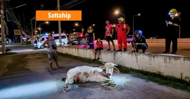 Stier moet op Sukhumvit Road in Oost-Thailand gekneveld worden na een incident bij Sattahip veroorzaakt te hebben