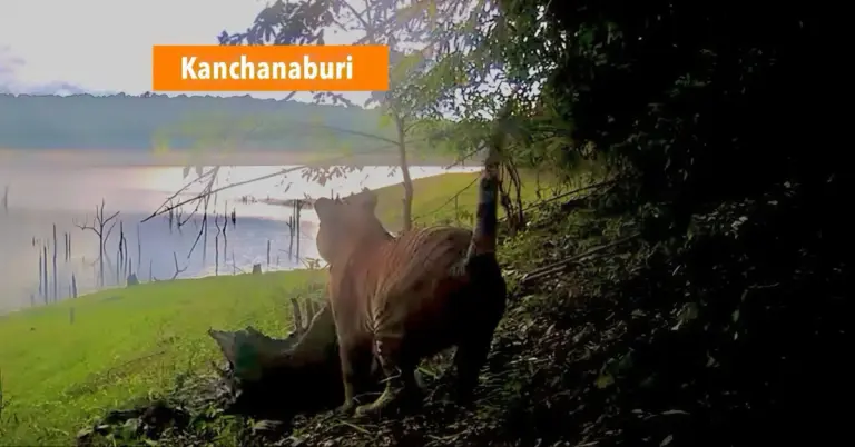Grote tijger tijdens het verorberen van een koe in Centraal-Thailand gespot, de bewoners in de buurt zijn gewaarschuwd.