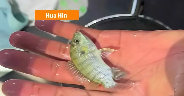 🎥: Schokkende ontdekking in Centraal-Thailand, de zwartkin-tilapia blijkt tot op 12 meter diepte bij Bang Saphan te zijn doorgedrongen en bedreigt Thaise zeeën.