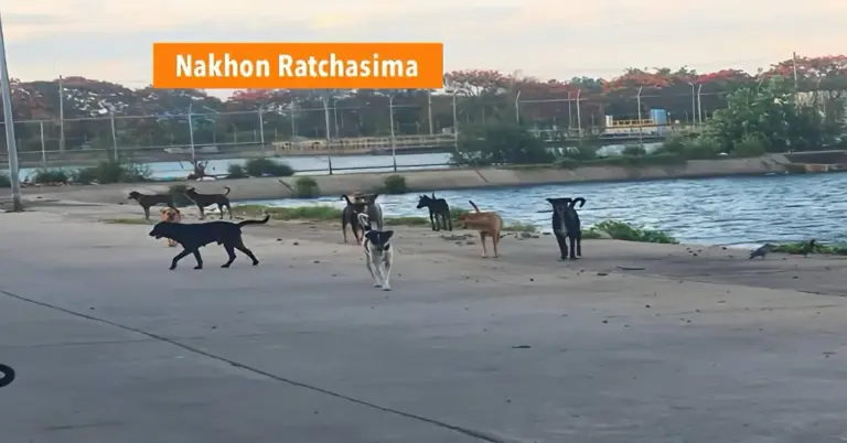 Waarschuwing: Rabiesalarm in Noordoost-Thailand na overlijden van man en vondst van 20 geïnfecteerde honden.