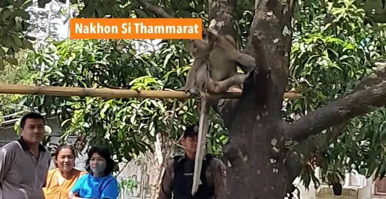 Zesjarige jongen door de aap van zijn opa in Zuid-Thailand doodgebeten, de lokale gemeenschap verkeert in rouw.