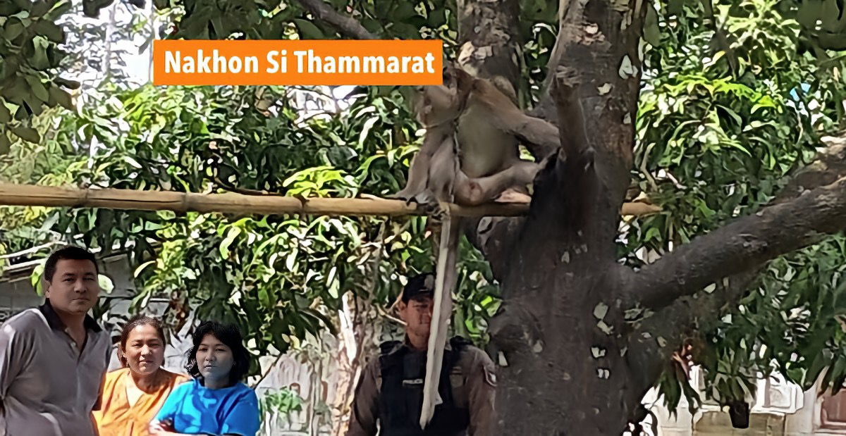 Zesjarige jongen door de aap van zijn opa in Zuid-Thailand doodgebeten, de lokale gemeenschap verkeert in rouw.