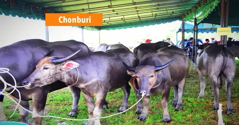 Buffelrennen in Oost-Thailand staat voor een leuke traditie van samenhorigheid!