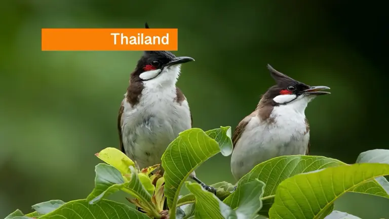 Roodoor-buulbuul mogelijk van beschermde lijst in Thailand; bescherming in parken blijft gehandhaafd.