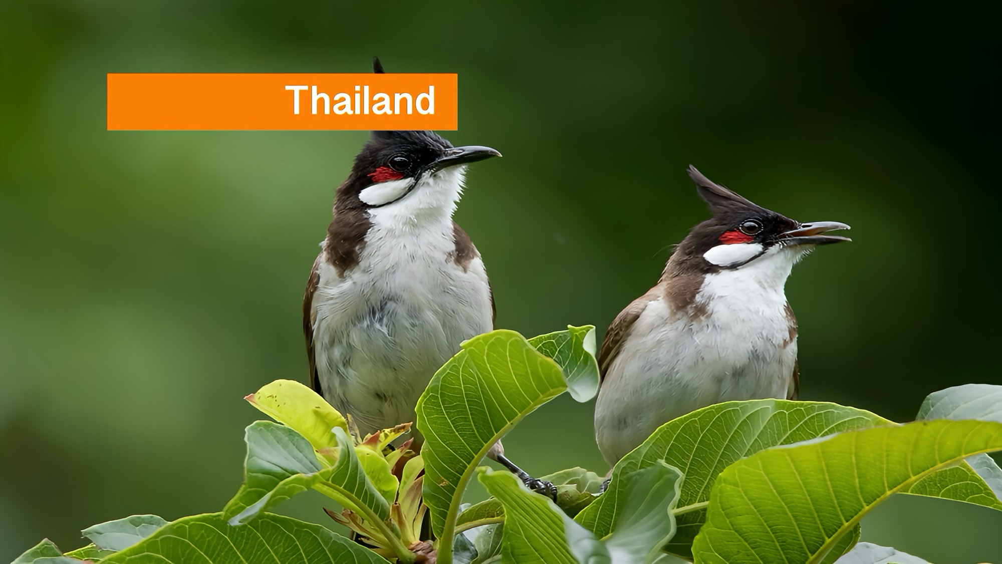 Roodoor-buulbuul mogelijk van beschermde lijst in Thailand; bescherming in parken blijft gehandhaafd.