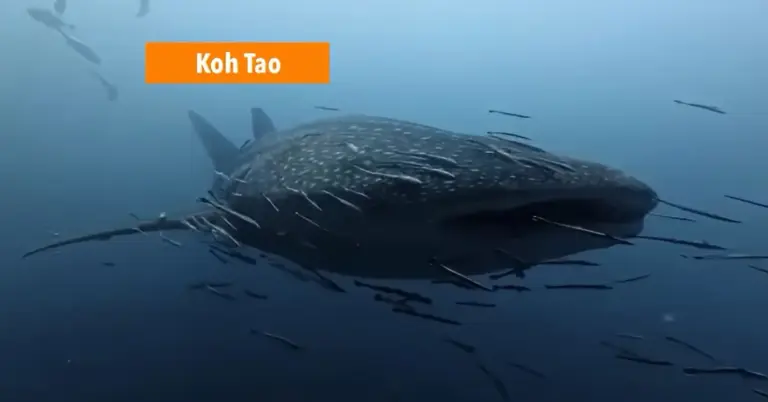 Wow, op één dag betoverden in Zuid-Thailand twee walvishaaien duikers met hun majestueuze verschijning.