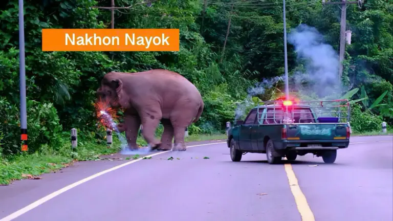 🎥 | Verontrustend wangedrag in Khao Yai National Park in Centraal-Thailand, ronduit bizar om een olifant zo te behandelen.