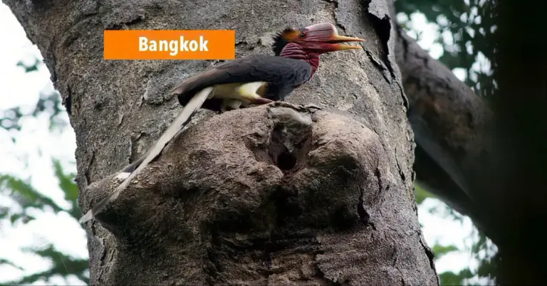 Thailand start onderzoek naar de smokkel van s’ lands mooiste vogel: de Helmeted Hornbill.