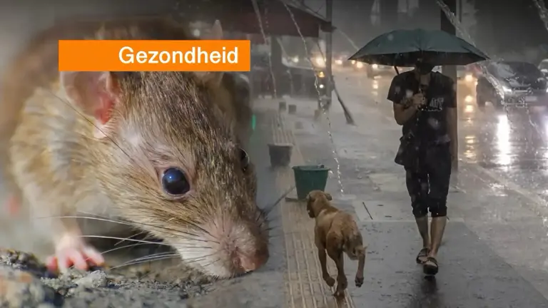 Thailand waarschuwt voor regenseizoeninfecties, welke dit jaar meer dan honderd levens hebben gekost.