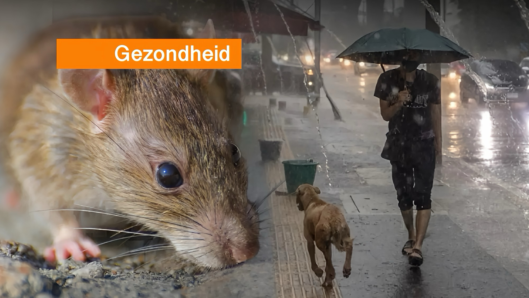 Thailand waarschuwt voor regenseizoeninfecties, welke dit jaar meer dan honderd levens hebben gekost.