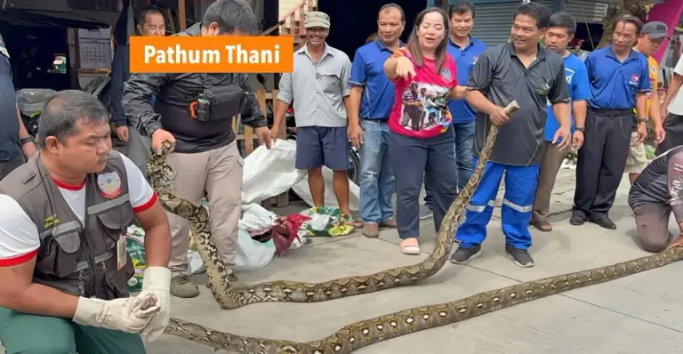 In Centraal-Thailand hebben de hulpdiensten een record gevestigd door in 24 uur tijd 22 pythons te vangen die de huizen waren binnengedrongen. 