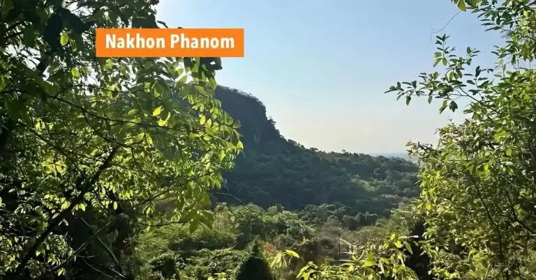Massale wespenaanval in Noordoost-Thailand eist het leven van een paddenstoelen plukker.